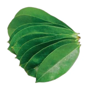 Soursop 250 Green Fresh Leaves Cancer Fruit Plant Leaves, Cancer Curing Leaves