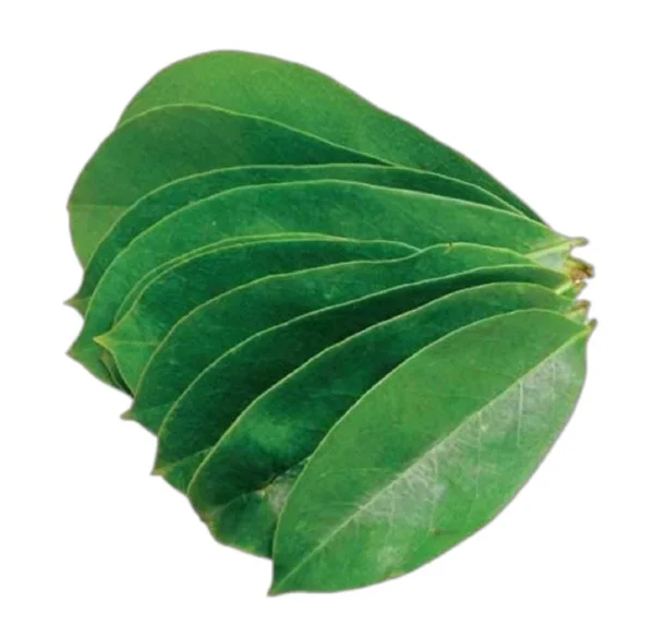 Soursop 250 Green Fresh Leaves Cancer Fruit Plant Leaves, Cancer Curing Leaves